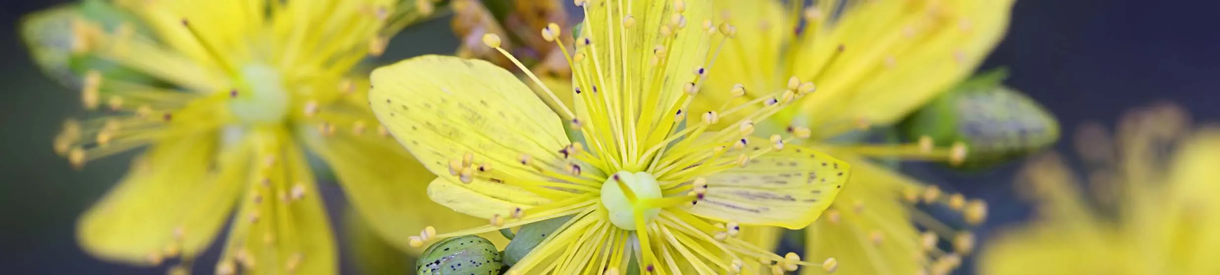 Hypéricine : tout savoir sur l'actif - Onatera.com
